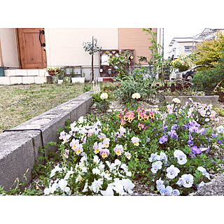 庭作り ブルーベリーの木のインテリア実例 Roomclip ルームクリップ