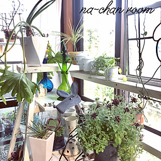 観葉植物/いつもいいねやコメントありがとう♡/丁寧な暮らし/観葉植物のある暮らし/株分けで増やす...などのインテリア実例 - 2019-04-01 07:16:33