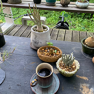 植物が好き/植物のある暮らし/植物観察/GREENのある暮らし/植物...などのインテリア実例 - 2019-09-07 07:38:31