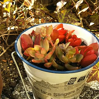 玄関/入り口/多肉植物/たにくちゃん♡/リメイク缶/デコパージュ...などのインテリア実例 - 2017-01-07 14:47:16