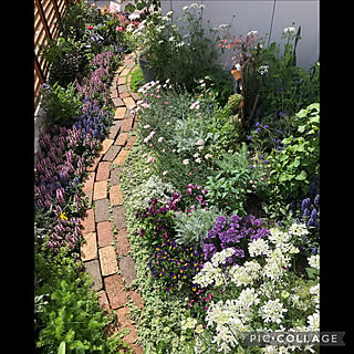 アジュガ 花のある暮らしのインテリア実例 Roomclip ルームクリップ