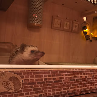 100均 ハリネズミケージ 自作のインテリア実例 Roomclip ルームクリップ 100均 ハリネズミケージ 自作のインテリア実例 Roomclip ルームクリップ