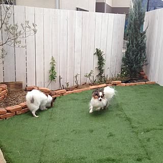 玄関 入り口 犬部 のインテリア実例 Roomclip ルームクリップ