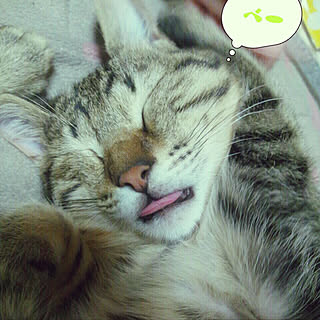 ベッド周り/ねこs'/ねこバカ/ねこばかりでごめんなさい/いいねと、フォローの押し逃げすみません!...などのインテリア実例 - 2017-07-23 19:45:48