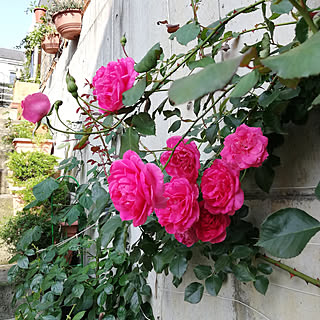 つるバラパレードのインテリア実例 Roomclip ルームクリップ