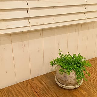 机/ペペロミアイザベラ/NO GREEN NO LIFE/journal standard Furniture/ジャーナルスタンダードファニチャー...などのインテリア実例 - 2016-07-11 22:53:17