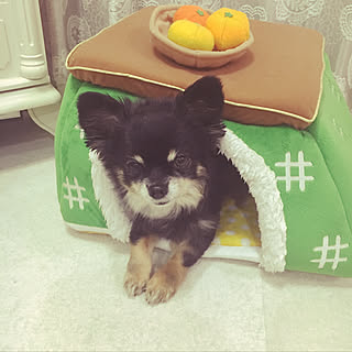 チワワ 犬用ベッドのインテリア実例 Roomclip ルームクリップ チワワ 犬用ベッドのインテリア実例 Roomclip ルームクリップ