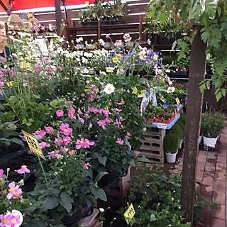 横浜県民の方行く価値有るよぉー♬/行きつけの激安の花屋さん/また雑草スワッグ作る為/今日は、なんと32℃暑い/昨夜の台風にて停電です...などのインテリア実例 - 2018-10-02 02:34:20