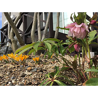 クロッカス/クリスマスローズ/ウッドデッキDIY /いつもいいねをありがとうございます♡/コメントお気遣いなく♡...などのインテリア実例 - 2020-02-24 20:56:48