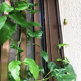 広い庭ジャングル化のインテリア実例 Roomclip ルームクリップ