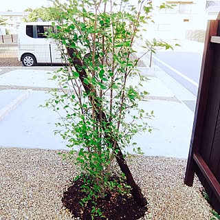 玄関/入り口/日替わり投稿企画!木曜日/植物/ナチュラル/アンティークレンガのアプローチ...などのインテリア実例 - 2017-07-20 22:24:08