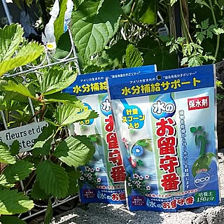 留守中の水やり問題のインテリア実例 Roomclip ルームクリップ 留守中の水やり問題のインテリア実例 Roomclip ルームクリップ