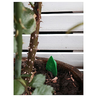 観葉植物 コバエ対策のインテリア実例 Roomclip ルームクリップ