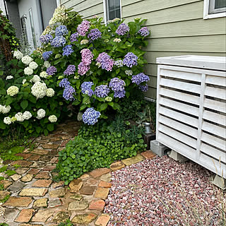 アナベル おたふく紫陽花のインテリア実例 Roomclip ルームクリップ アナベル おたふく紫陽花のインテリア実例 Roomclip ルームクリップ