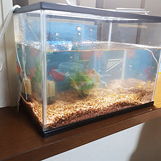 マンション メダカのインテリア レイアウト実例 Roomclip ルームクリップ
