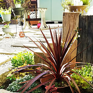 ヒューケラ コルジリネ レッドスターのインテリア実例 Roomclip ルームクリップ