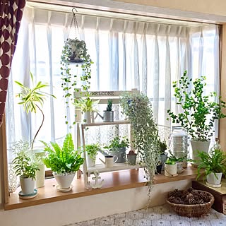 ハートカズラ成長中 のインテリア実例 Roomclip ルームクリップ