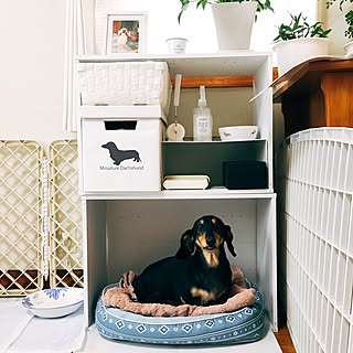 カラーボックス ミニチュアダックスのインテリア実例 Roomclip ルームクリップ