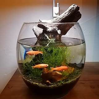 ミナミヌマエビ メダカ水槽のインテリア実例 Roomclip ルームクリップ