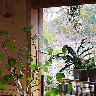 シーグレープ 観葉植物のある暮らしのインテリア実例 Roomclip ルームクリップ
