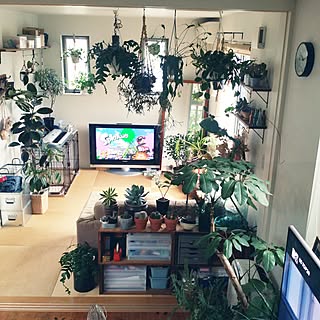 観葉植物 ジャングルのインテリア実例 Roomclip ルームクリップ