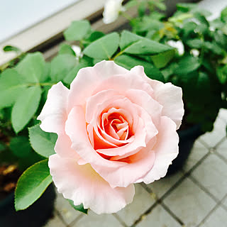 玄関/入り口/ダフネ/バラ/薔薇/同棲...などのインテリア実例 - 2018-02-10 22:30:07