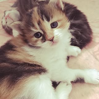 ベッド周り/仔猫成長の日々/癒される時間/みなさまに感謝/いいね、フォロー本当に感謝デス☺︎...などのインテリア実例 - 2017-06-16 09:25:36