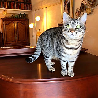 押入れを改造しました のインテリア実例 Roomclip ルームクリップ