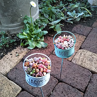 壁/天井/新商品買ったよ！/NO GREEN NO LIFE/花のある暮らし/フォローすごく嬉しいです♡...などのインテリア実例 - 2020-02-20 10:28:30