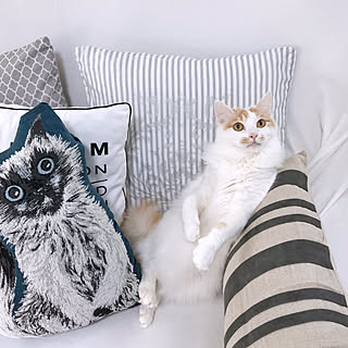 Francfranc ねこばかりすみませんm Mのインテリア実例 Roomclip ルームクリップ Francfranc ねこばかりすみませんm Mのインテリア実例 Roomclip ルームクリップ