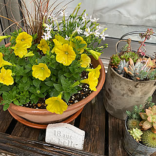 寄せ植え イソトマのインテリア実例 Roomclip ルームクリップ 寄せ植え イソトマのインテリア実例 Roomclip ルームクリップ
