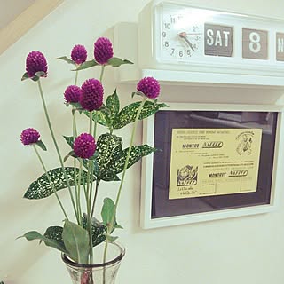 千日紅 切り花のインテリア実例 Roomclip ルームクリップ