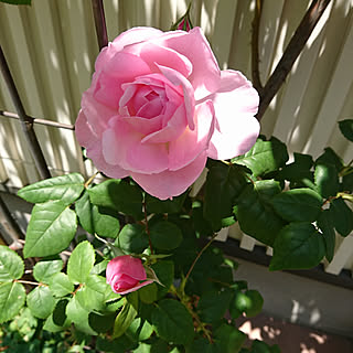 バス/トイレ/バストイレではありませんm(__)m/庭/バラ/薔薇が大好き╰(✿´⌣`✿)╯♡...などのインテリア実例 - 2019-05-28 18:44:24