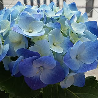 バス/トイレ/インテリアじゃなくてごめんなさい/賃貸でも楽しく♪/いいね!ありがとうございます♪/自己満足( ̄^ ̄)ゞ/写真がうまく撮れるようになりたい♡...などのインテリア実例 - 2017-05-16 07:29:29