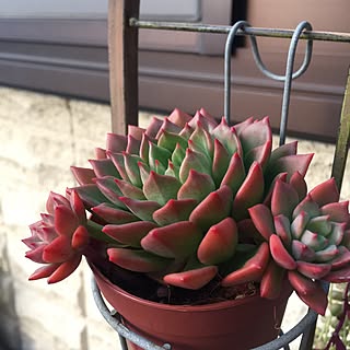 多肉植物 エメラルドリップのインテリア実例 Roomclip ルームクリップ 多肉植物 エメラルドリップのインテリア実例 Roomclip ルームクリップ