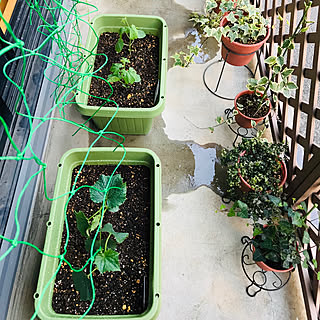 観葉植物 シマホ 島忠 ホームズ のインテリア実例 Roomclip ルームクリップ