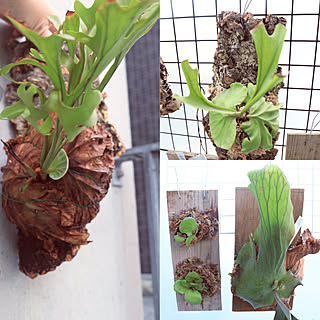 ビカクシダ ビカクシダ リドレイのインテリア実例 Roomclip ルームクリップ