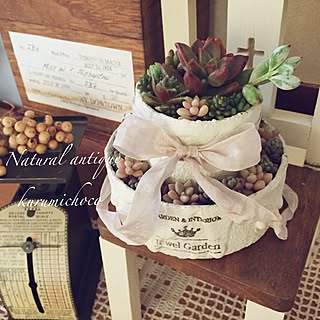 棚/June bride/多肉植物寄せ植え/Jewel Garden/パープルヘイズ...などのインテリア実例 - 2017-06-21 18:38:09