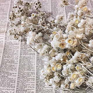 カワラハハコのインテリア実例 Roomclip ルームクリップ