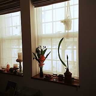 壁/天井/〇〇のある暮らし/窓辺/デコ窓/花のある暮らし...などのインテリア実例 - 2020-01-29 10:12:39