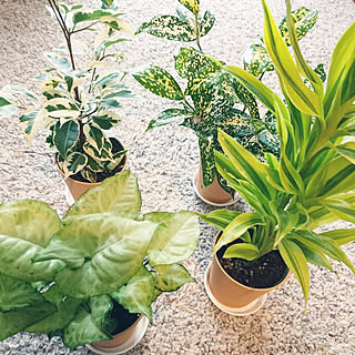 観葉植物の生産直売 幸せの花急便のおすすめ家具 インテリアの商品一覧 全8件 Roomclipショッピング