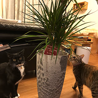 株式会社グリーンオアシスのおすすめ家具 インテリアの商品一覧 全8件 Roomclip ルームクリップ