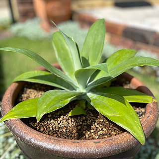 花壇 アガベのおしゃれなインテリアコーディネート レイアウトの実例 Roomclip ルームクリップ