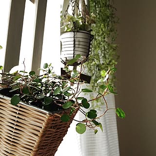 ワイヤープランツ ハンギングのインテリア実例 Roomclip ルームクリップ