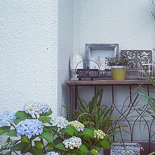 紫陽花鉢植えのインテリア実例 Roomclip ルームクリップ 紫陽花鉢植えのインテリア実例 Roomclip ルームクリップ