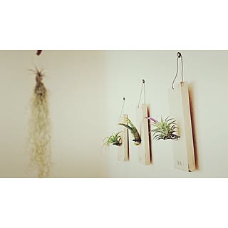 壁/天井/手作りのエアープランツホルダー/新築/自然素材の家/エアープランツ/京都注文住宅...などのインテリア実例 - 2016-09-27 10:19:27