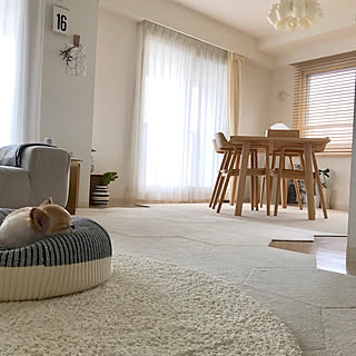 ビーズクッション 犬のいる暮らしのおしゃれなアレンジ 飾り方のインテリア実例 Roomclip ルームクリップ ビーズクッション 犬のいる暮らしのおしゃれなアレンジ 飾り方のインテリア実例 Roomclip ルームクリップ