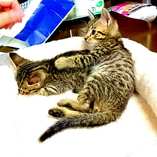 カメラマーク消し/猫と暮らす/おじさんと猫/オシキャット/ヒョウ柄猫...などのインテリア実例 - 2018-01-16 16:05:58