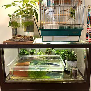 鳥かご 文鳥のインテリア実例 Roomclip ルームクリップ 鳥かご 文鳥のインテリア実例 Roomclip ルームクリップ