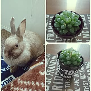 多肉植物 スーパービバホームのインテリア実例 Roomclip ルームクリップ 多肉植物 スーパービバホームのインテリア実例 Roomclip ルームクリップ